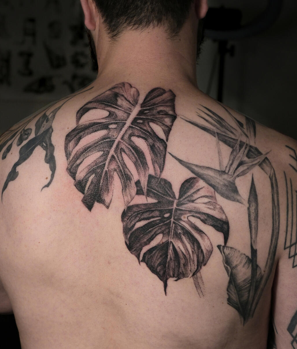 Monstera